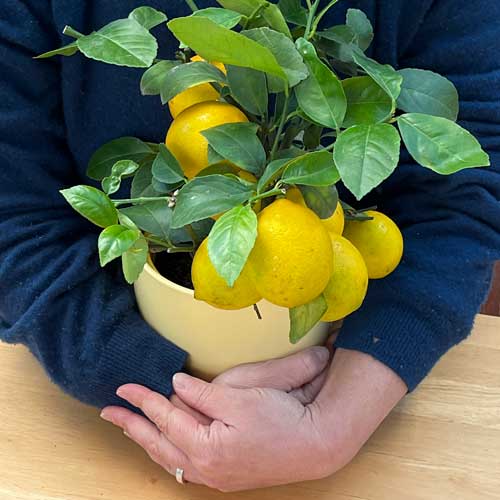 Hugging a lemon tree