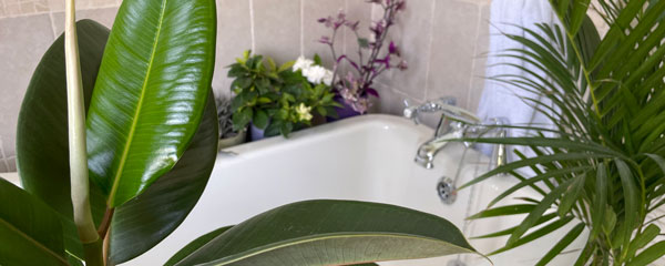 plants for bathrooms