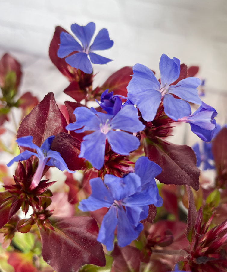 Hardy Plumbago foliage