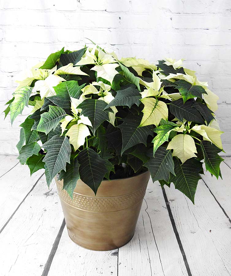 Extra large white poinsettia in gold pot