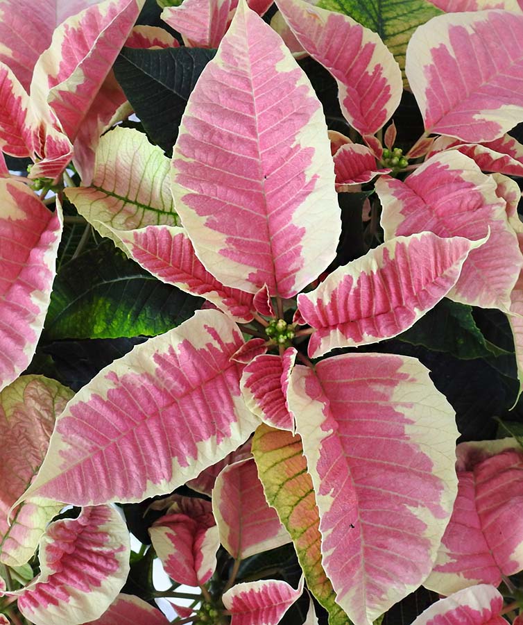 pink marbled poinsettia