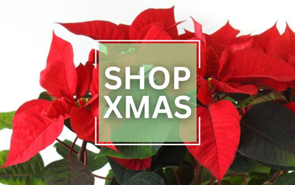 Shop Xmas plants