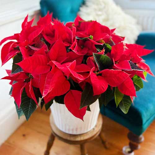 red poinsettias