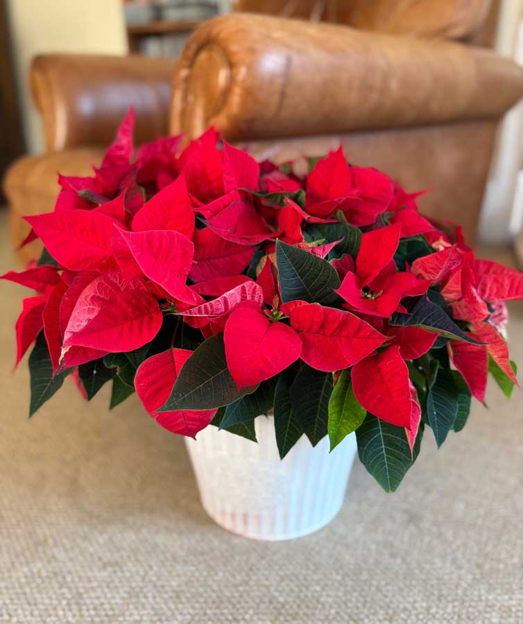 giant poinsettia