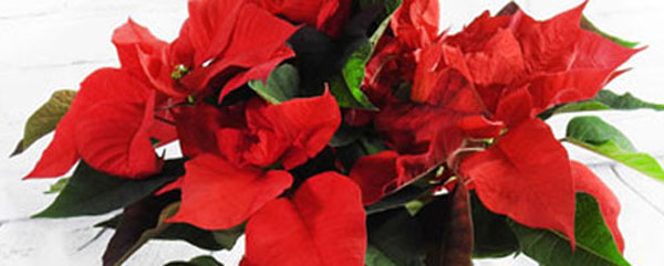 Poinsettias for business gifts