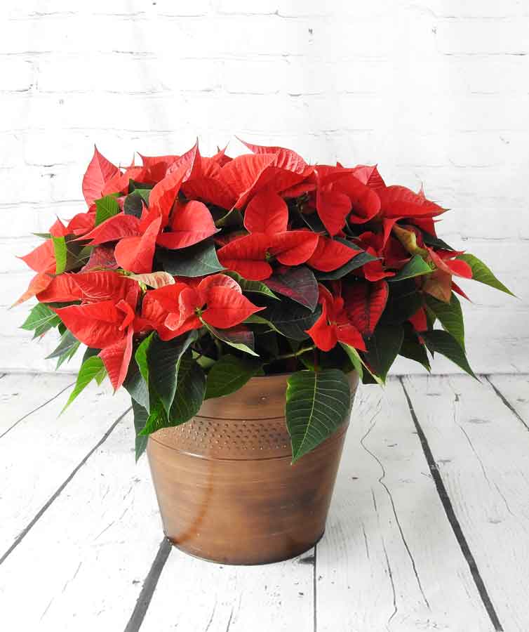 red poinsettia in a bronze pot