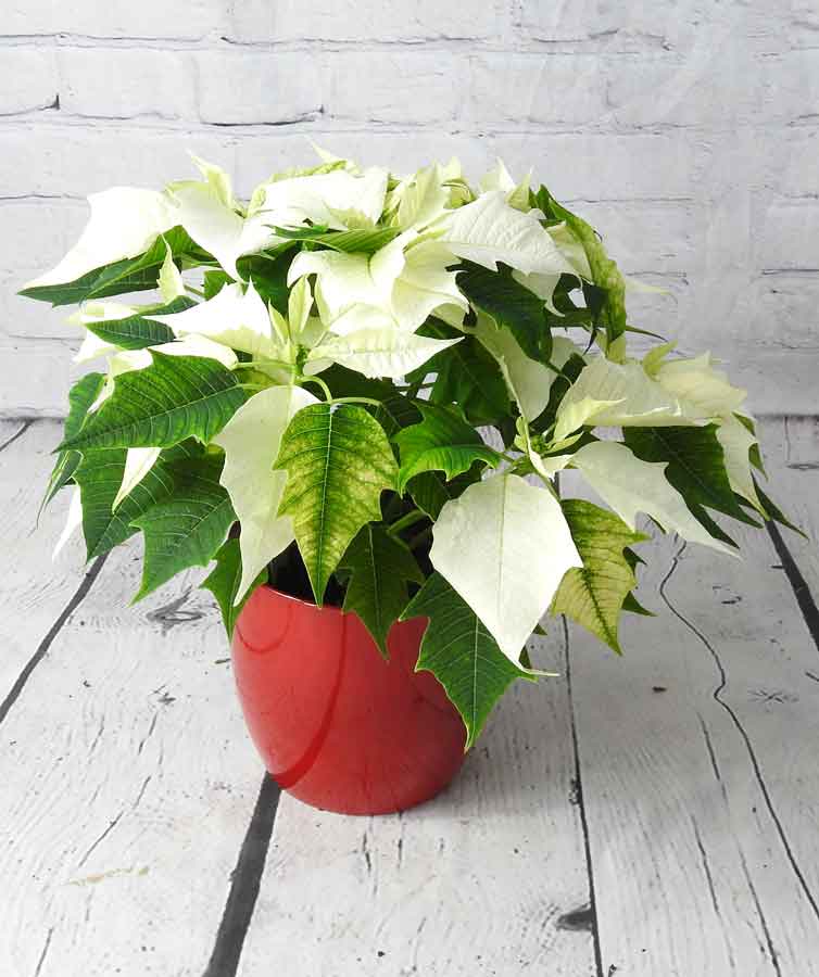 white poinsettias