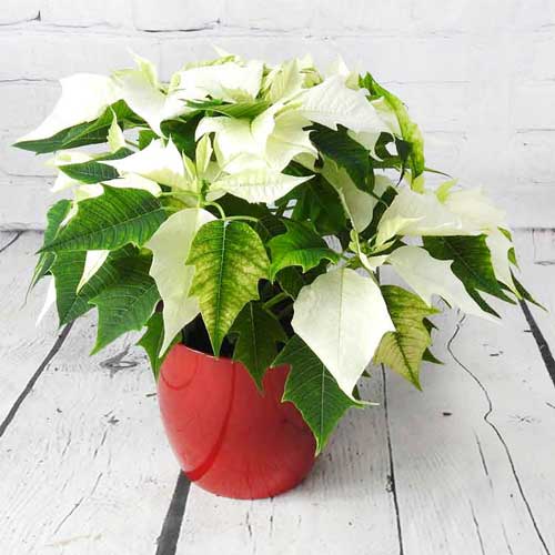 white poinsettia