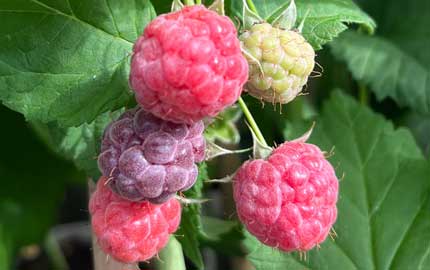 raspberries