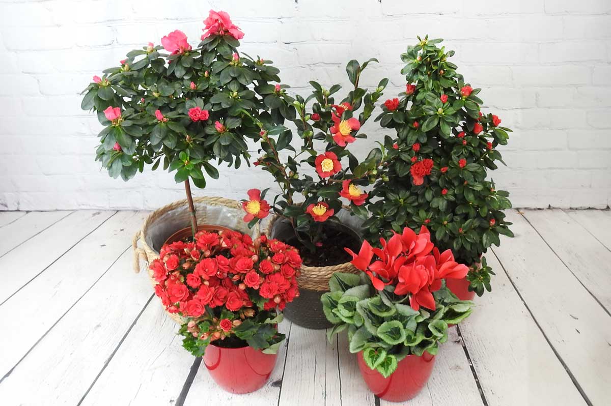 Red Plants Christmas Collection