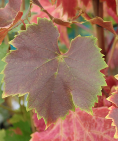 Rondo Grapevine foliage