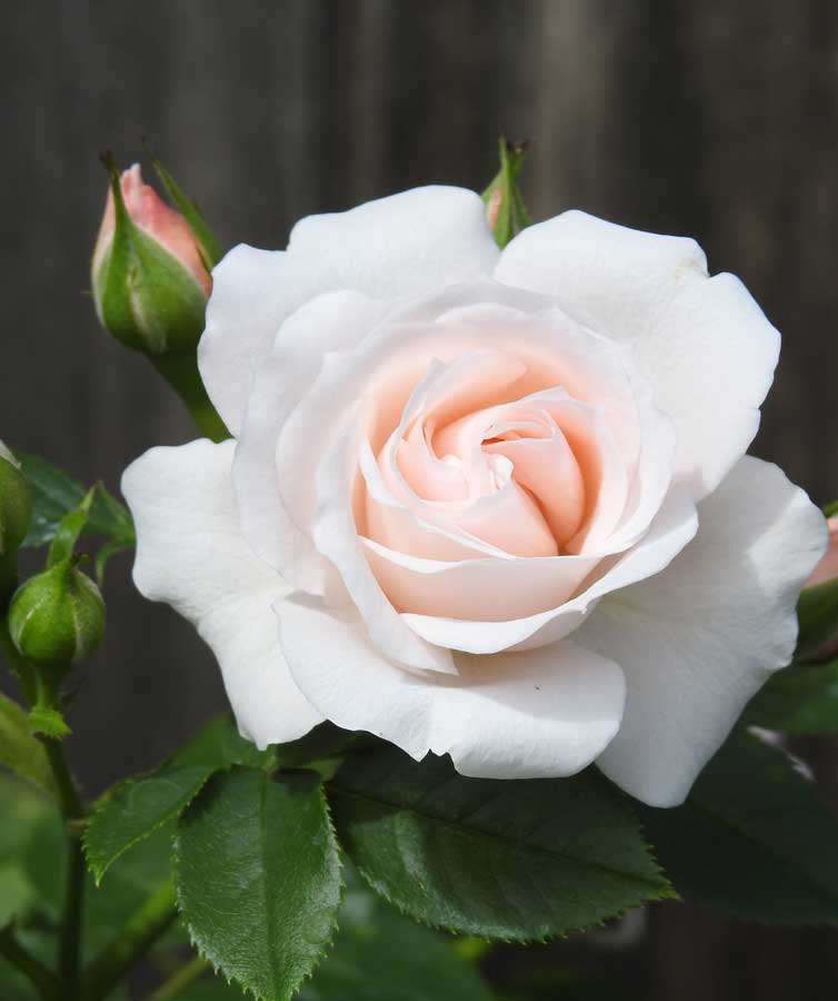 lovely bride rose flower