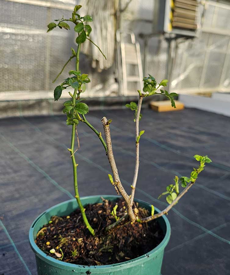 rose plant before pruning