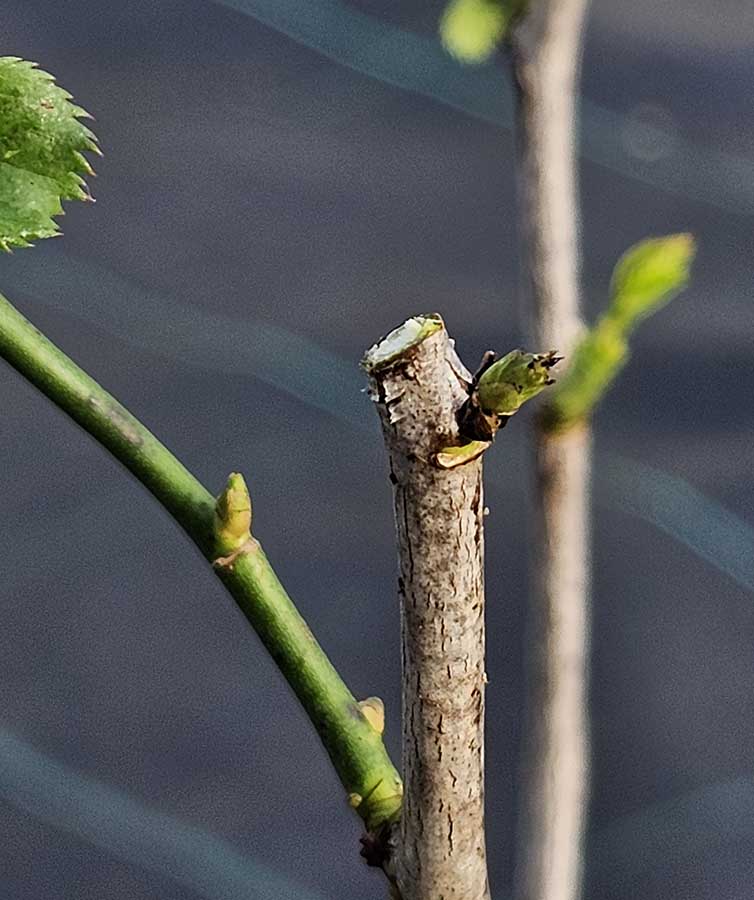 rose that has been pruned