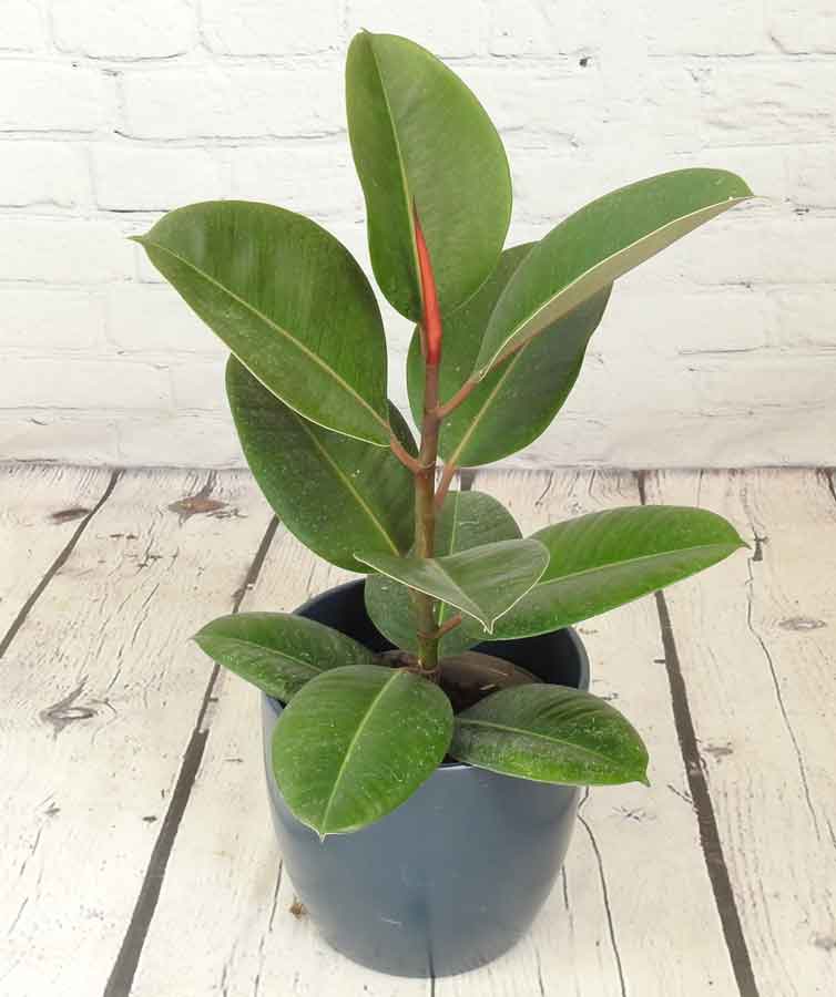 Green rubber plant in a blue pot