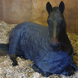 horse on bedding