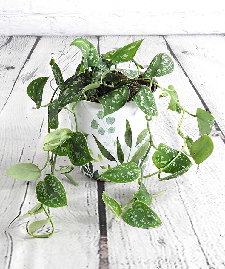 satin pothos plant in a pot