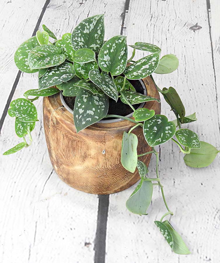 Satin pothos green plant in a brown wooden pot