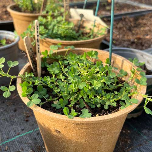 shamrock plants 