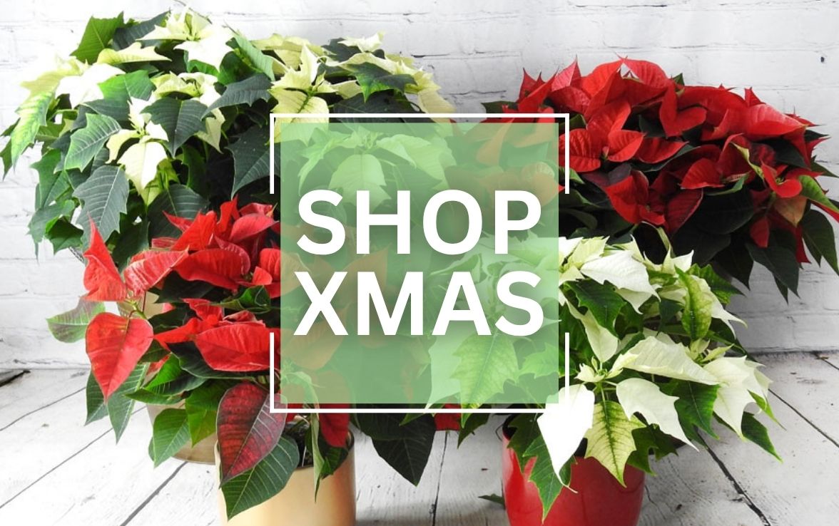 Shop Xmas