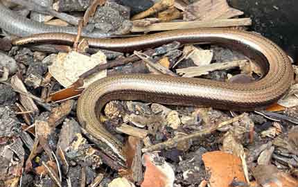 Slow Worms