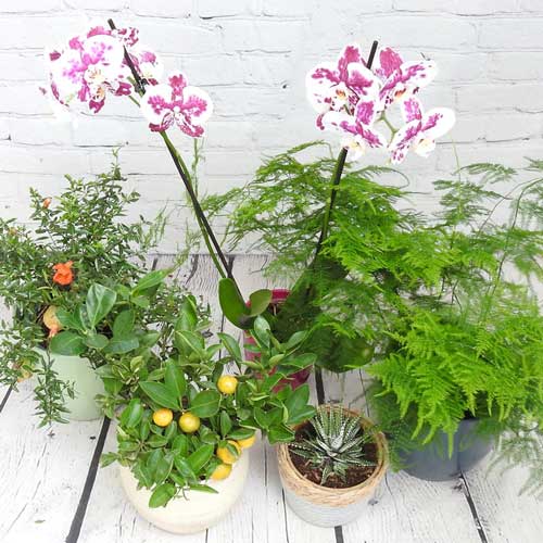 Plants for small spaces