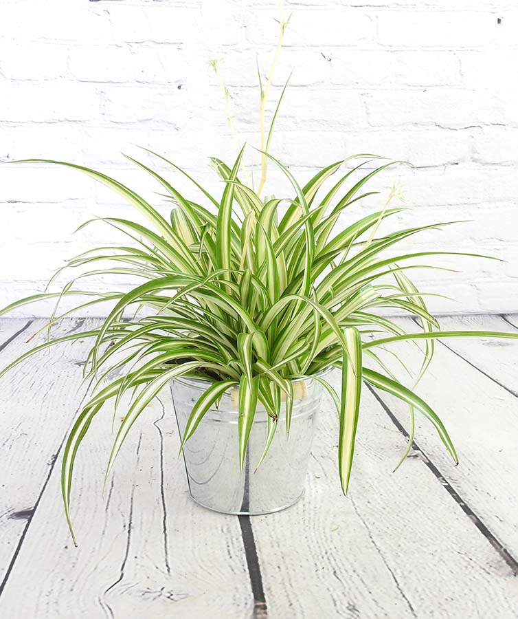 Spider plant in a mental pot