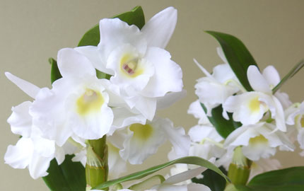 white spray orchid