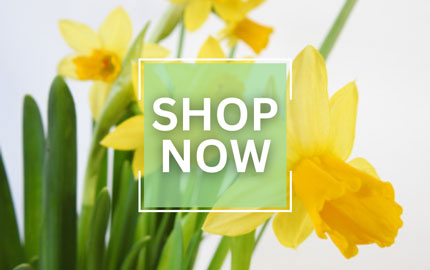 Shop Now Daffodils