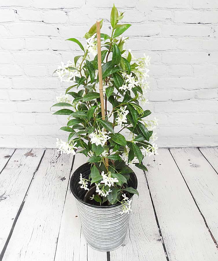 Star Jasmine plant in flower in grey metal pot