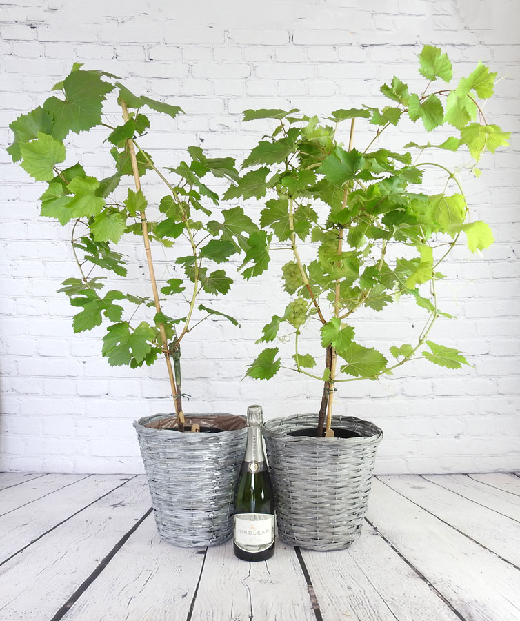 Sparkling Vine and Wine