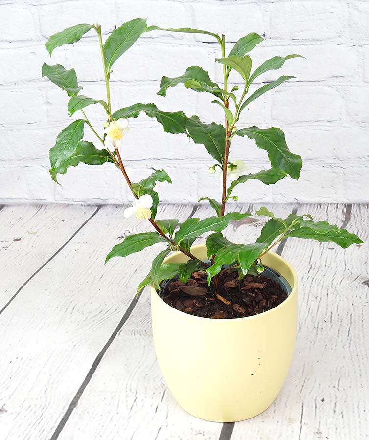 green tea plant in a yellow pot