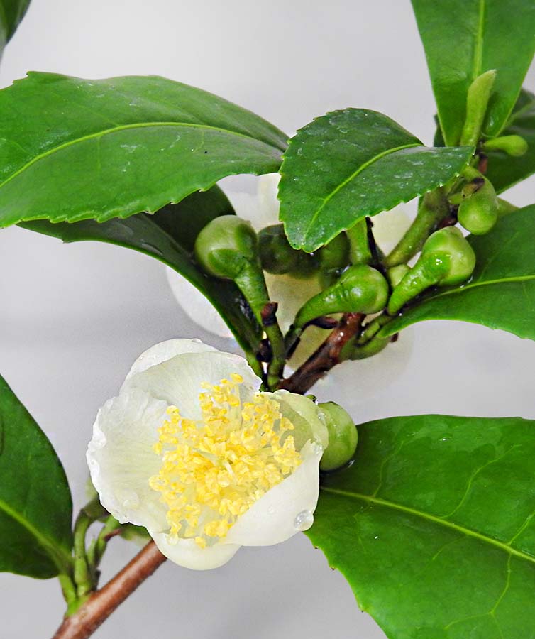 White Green Tea Plant Flower