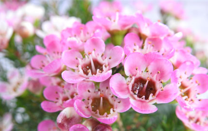 Australian Wax Flower