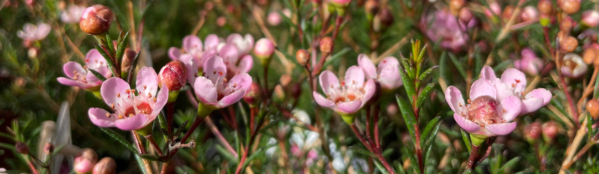 Pink wax flowers