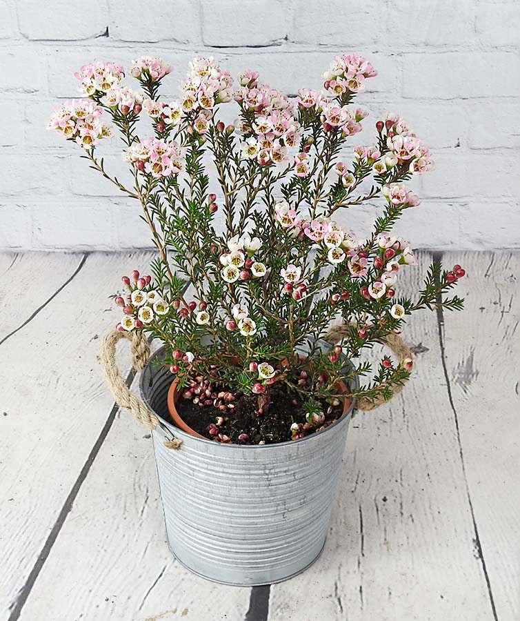 Pink Wax Flower Plant in a grey pot