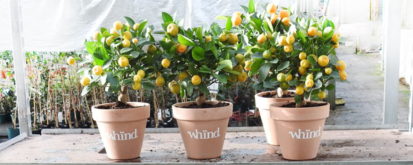 whind calamondins