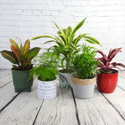 Why choose plants for business gifts