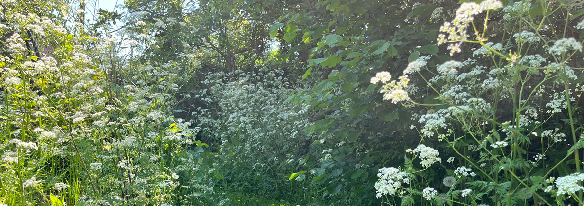 Wild garden banner