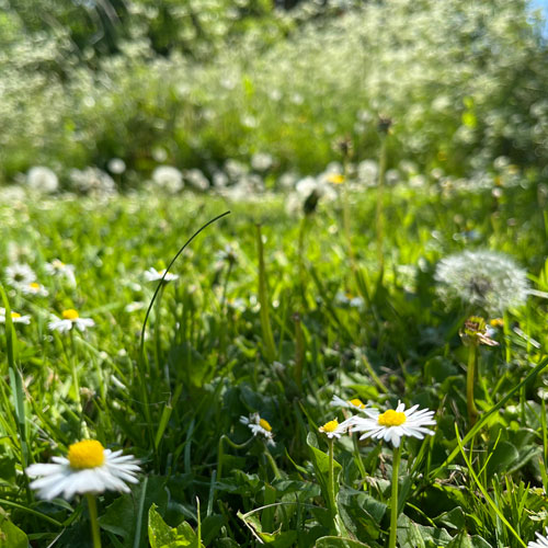 Wild garden