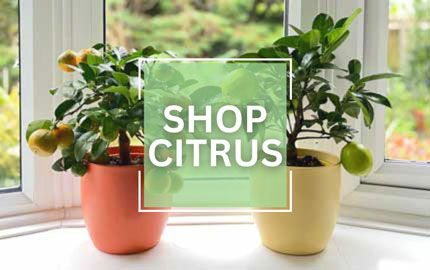 Shop Citrus Trees