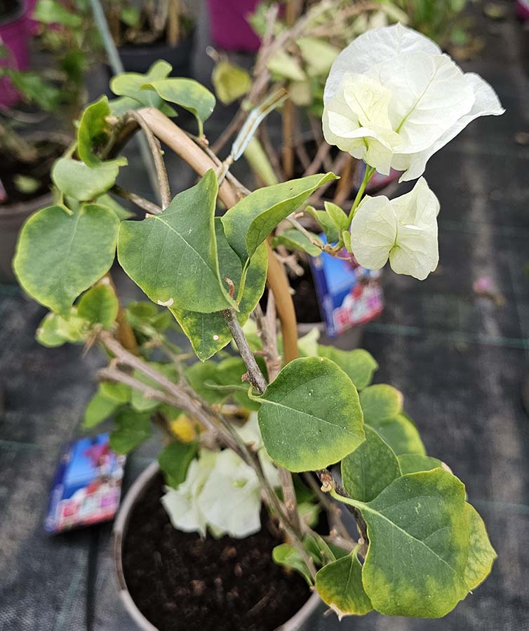 bougainvillea winter leaves