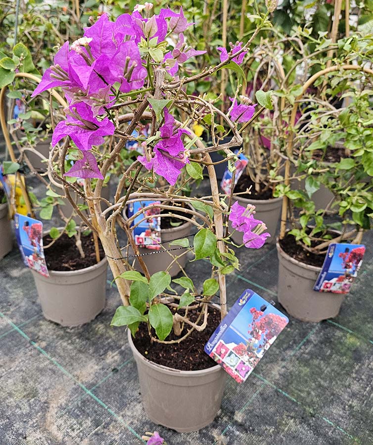 bougainvillea in winter