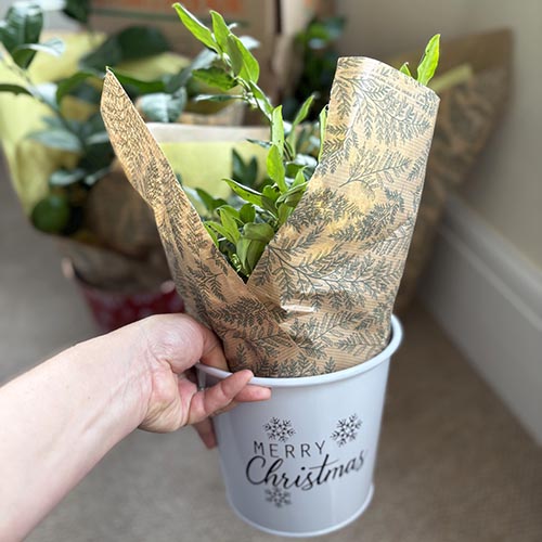 plant pot in hand