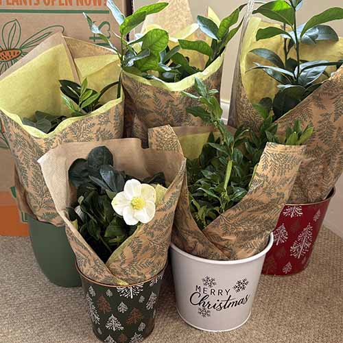 group of plants gift wrapped