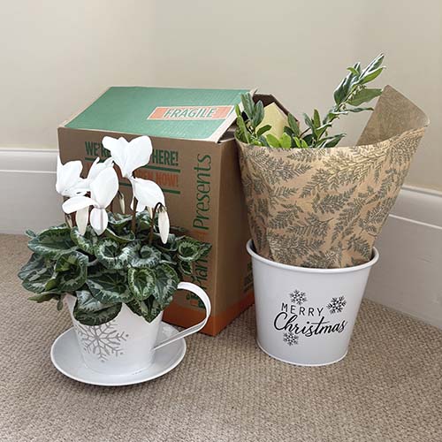 two plants and a box