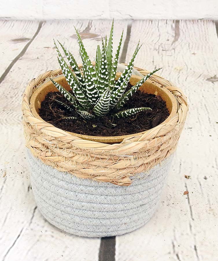 zebra plant in a basket