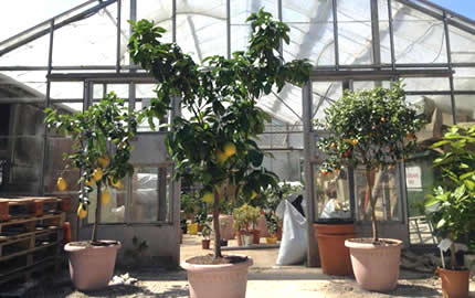 larger citrus trees at our Sussex nursery