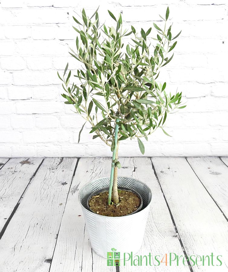 How to Grow & Care for Olive Trees