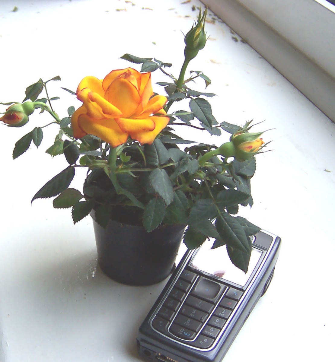 miniature rose